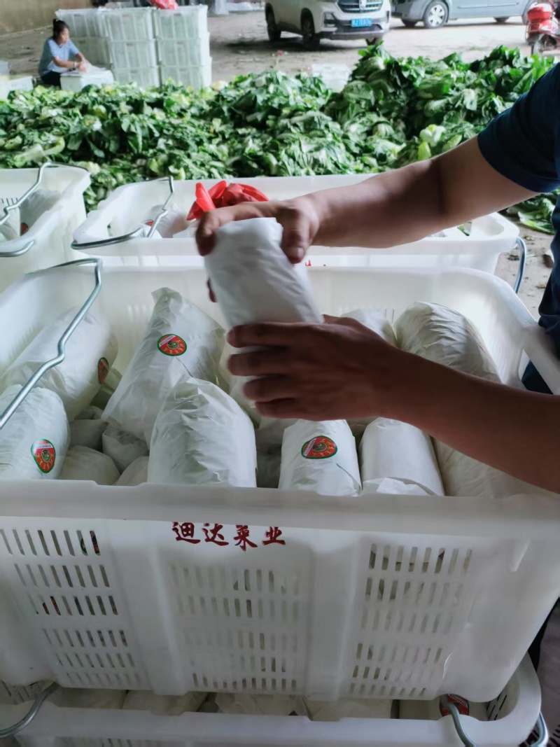 【优质】甘肃定西娃娃菜货源充足/精品大娃娃菜小娃娃菜