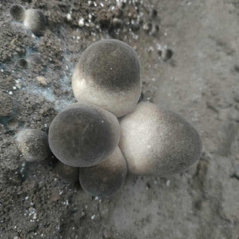 鲜草茹