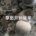 鲜草茹