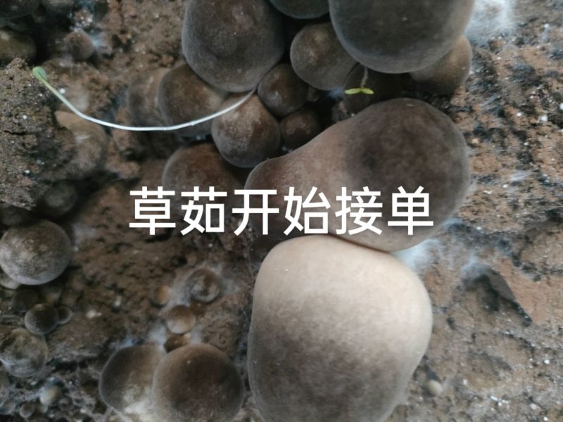 鲜草茹
