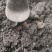 鲜草茹