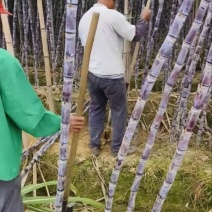 【推荐来电】广西博白甘蔗基地黑皮甘蔗直发全国