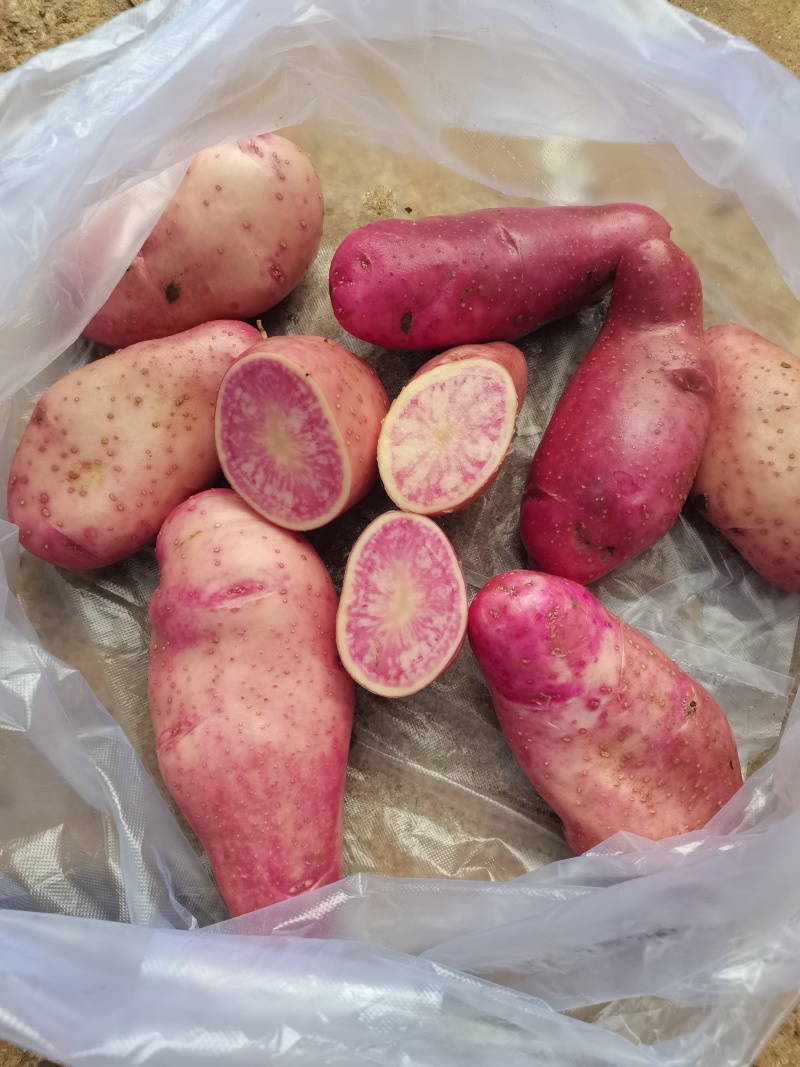 云南特产七彩土豆正在开挖中
