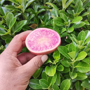 云南特产七彩土豆正在开挖中