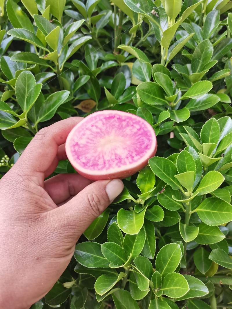 云南特产七彩土豆正在开挖中