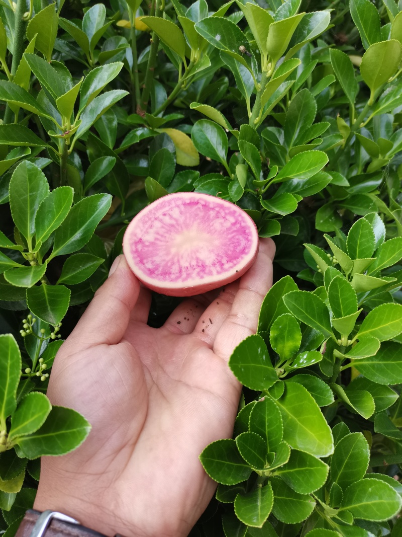 云南特产七彩土豆正在开挖中