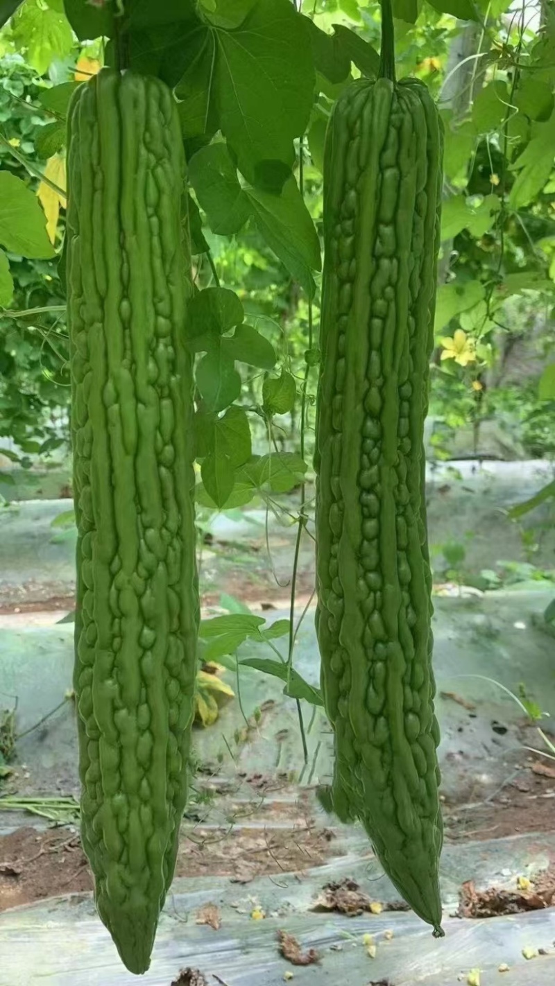 江苏精品苦瓜，保质保量，大量有货欢迎订购