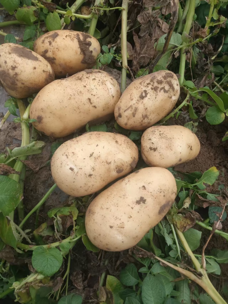 优选土豆大量上市，沃土，荷兰，V7等产地直供保质保量