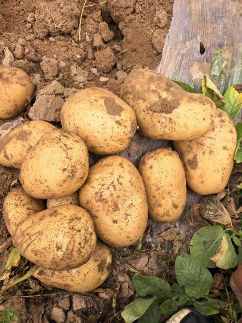 优选土豆大量上市，沃土，荷兰，V7等产地直供保质保量