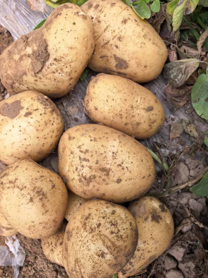 优选土豆大量上市，沃土，荷兰，V7等产地直供保质保量
