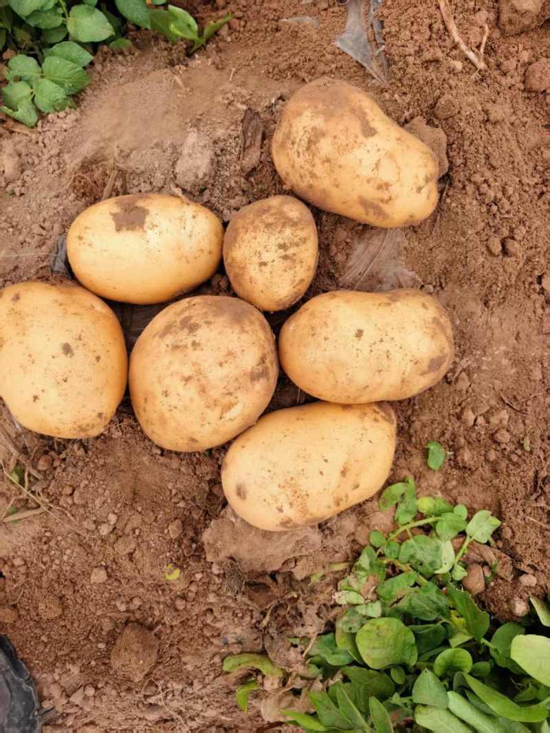 优选土豆大量上市，沃土，荷兰，V7等产地直供保质保量