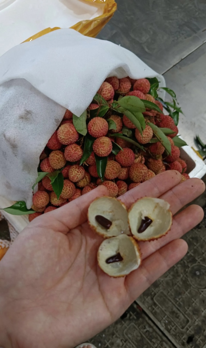 从化荔枝大丰收，高山小核桂味