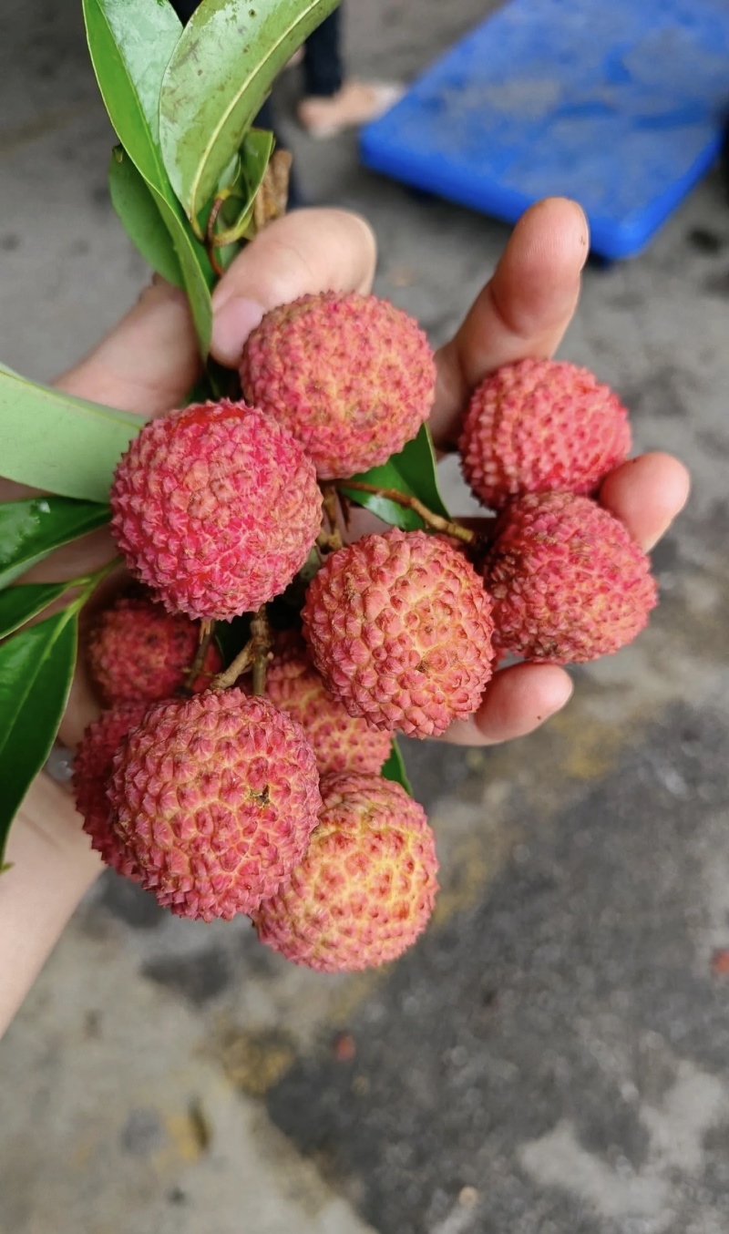 从化荔枝大丰收，高山小核桂味
