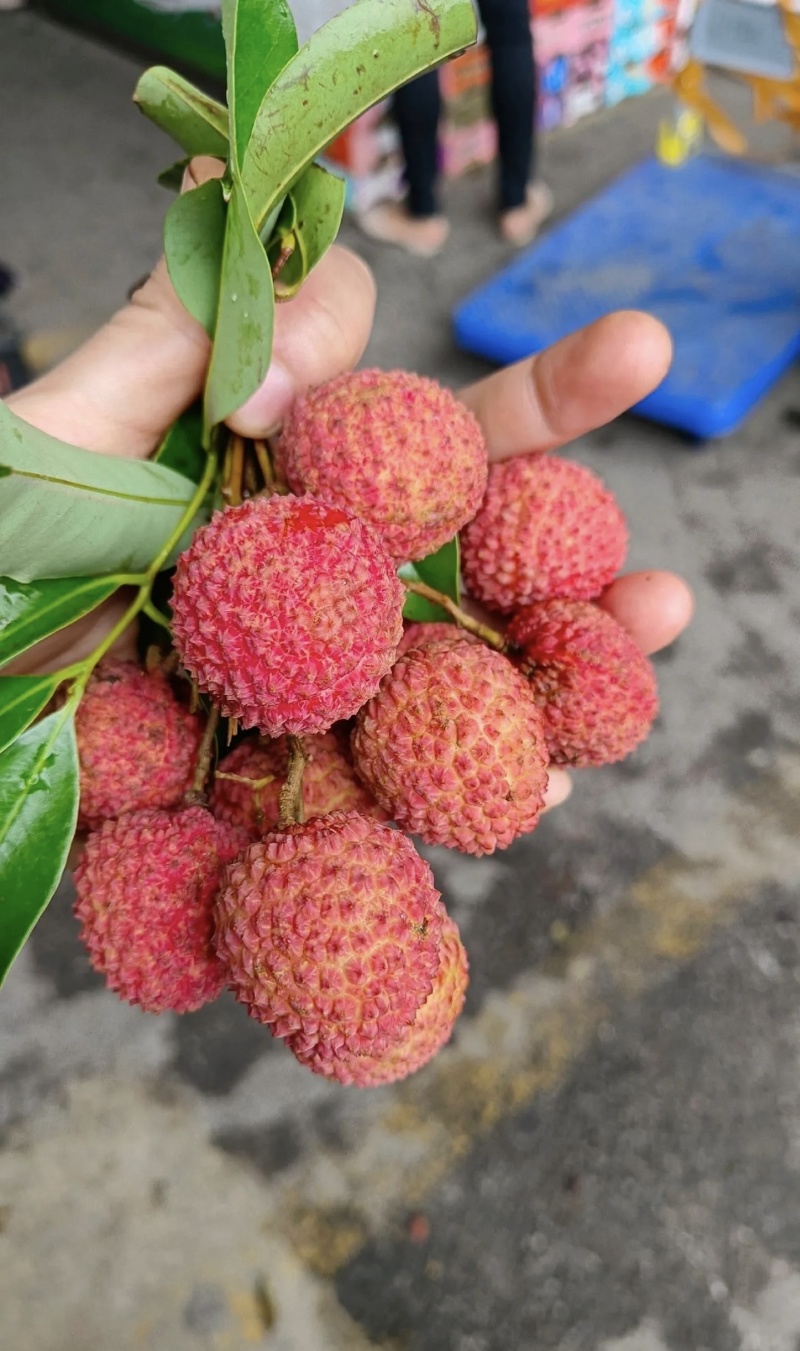 从化荔枝大丰收，高山小核桂味
