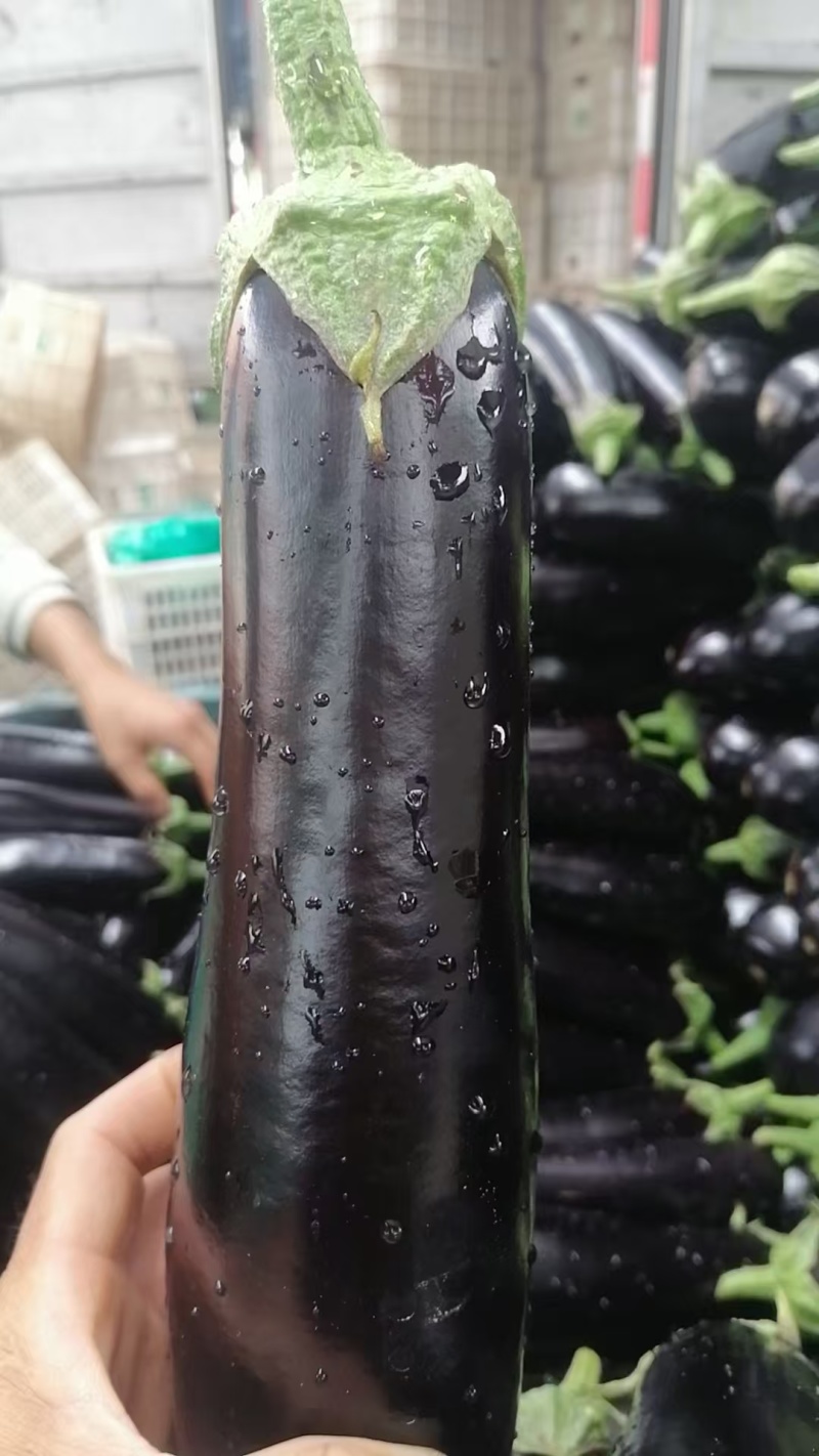 精品茄子产地直供大量有货，供超市电商批发市场等全国发货