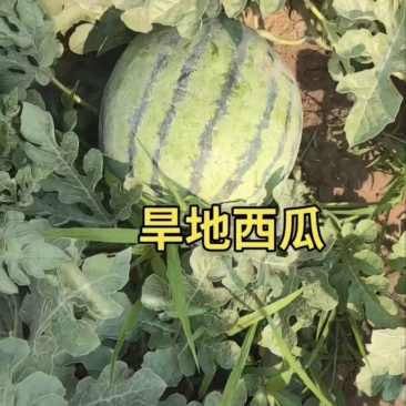 旱地西瓜
