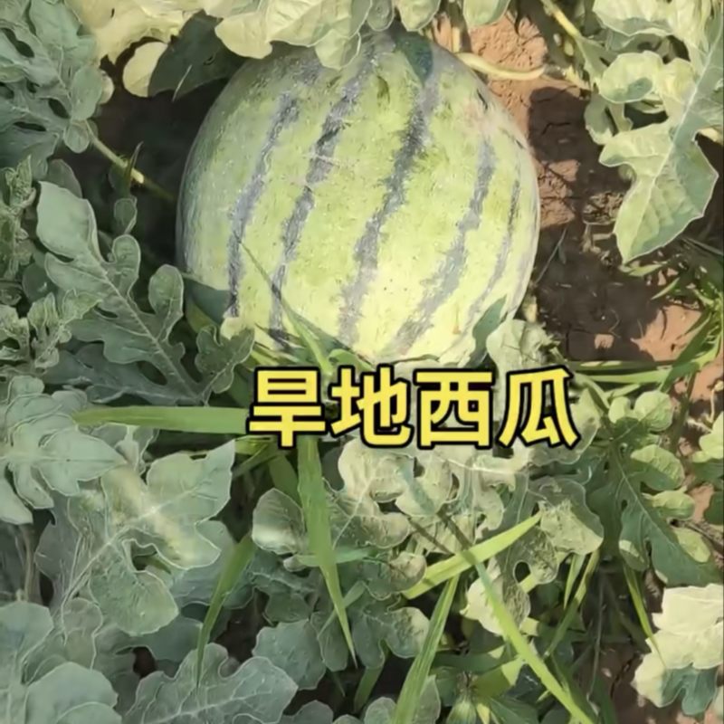 旱地西瓜