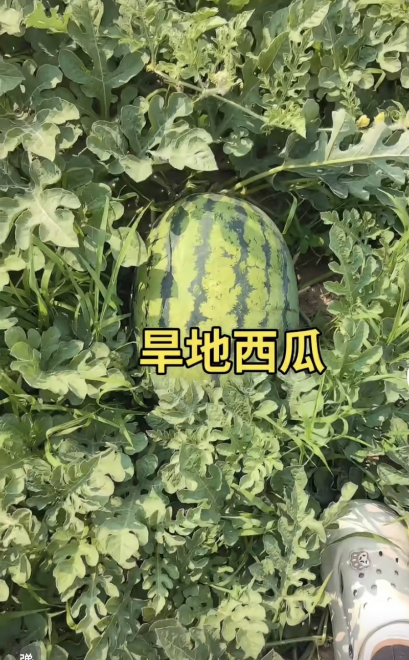 旱地西瓜