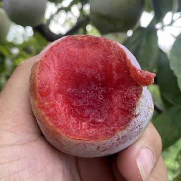 芙蓉李恐龙蛋大量上市，日供10万斤，罐头厂，果汁厂量大