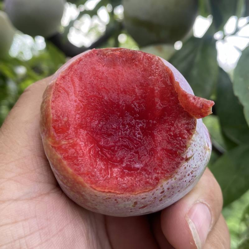 芙蓉李恐龙蛋大量上市，日供10万斤，罐头厂，果汁厂量大