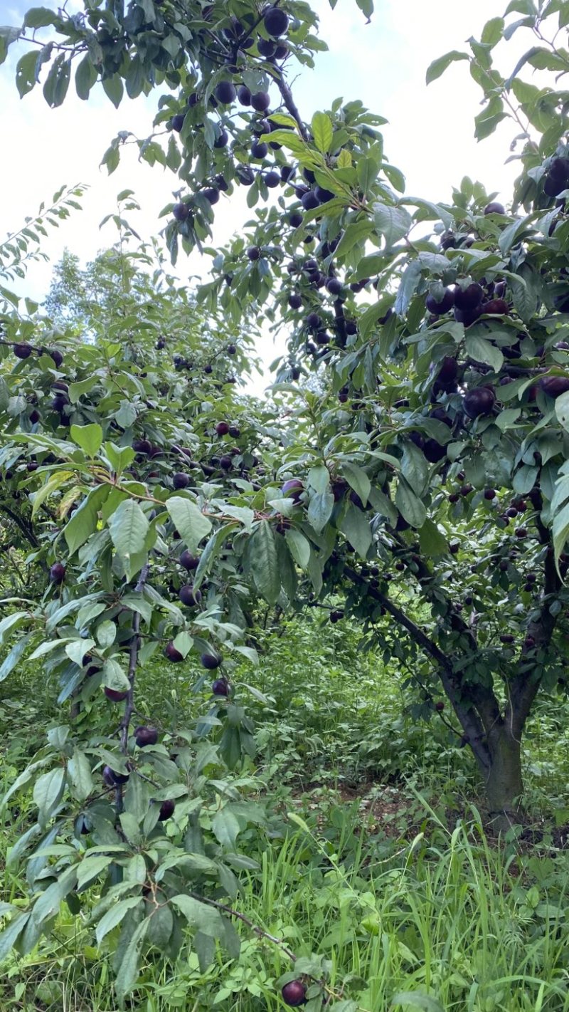 芙蓉李恐龙蛋大量上市，日供10万斤，罐头厂，果汁厂量大