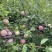 芙蓉李恐龙蛋大量上市，日供10万斤，罐头厂，果汁厂量大