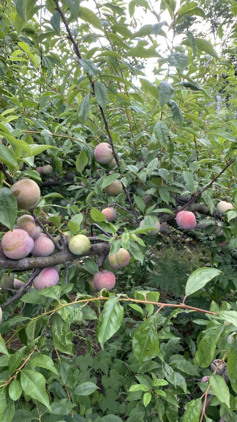 芙蓉李恐龙蛋大量上市，日供10万斤，罐头厂，果汁厂量大