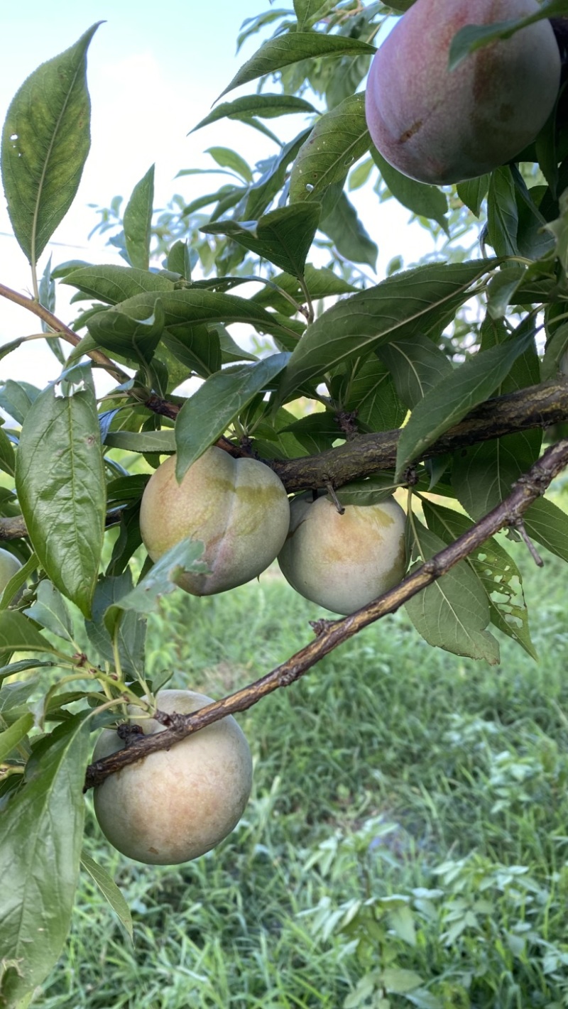 芙蓉李恐龙蛋大量上市，日供10万斤，罐头厂，果汁厂量大