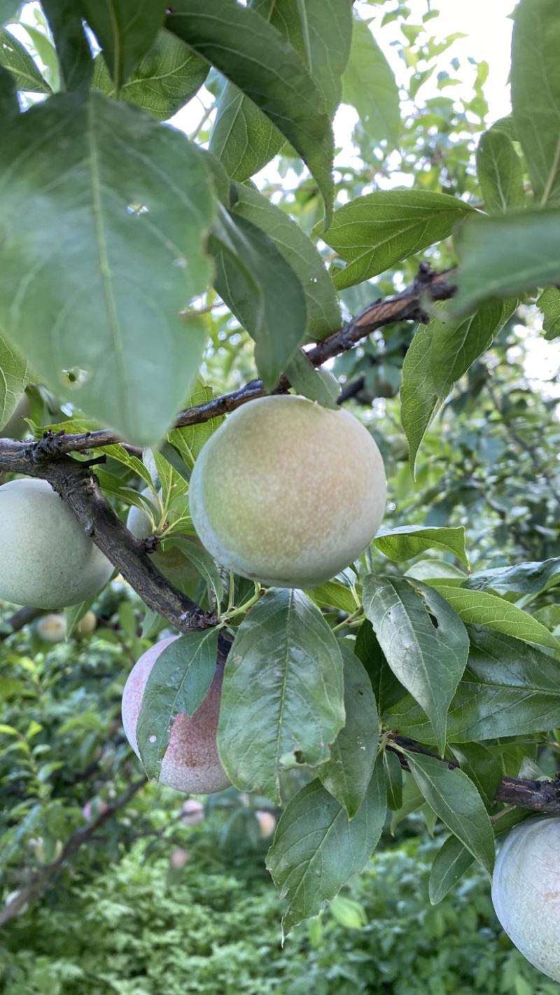 芙蓉李恐龙蛋大量上市，日供10万斤，罐头厂，果汁厂量大