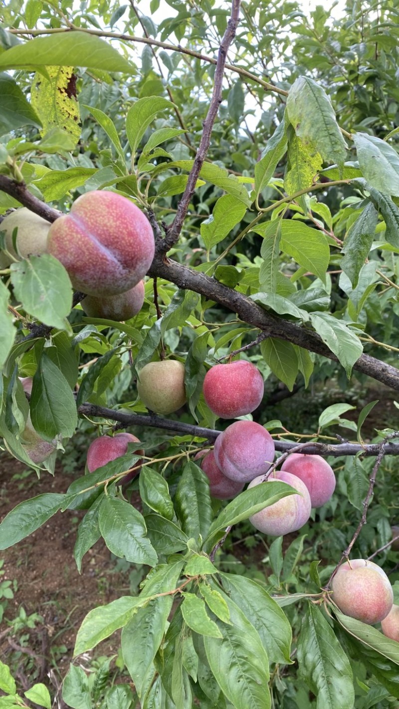 芙蓉李恐龙蛋大量上市，日供10万斤，罐头厂，果汁厂量大