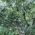 芙蓉李恐龙蛋大量上市，日供10万斤，罐头厂，果汁厂量大