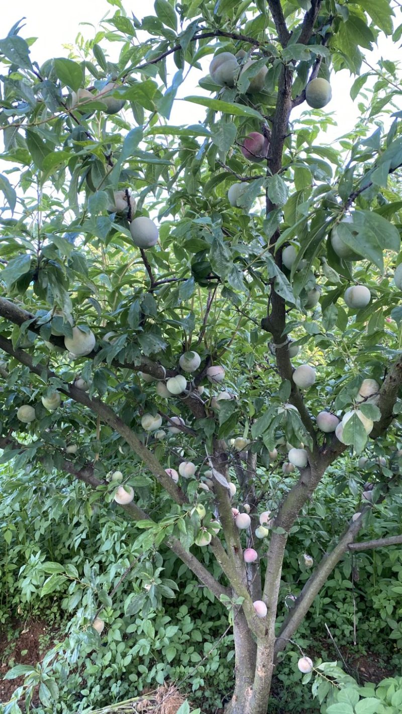 芙蓉李恐龙蛋大量上市，日供10万斤，罐头厂，果汁厂量大