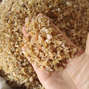 薤白大货价格