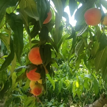 产地直供河北深州突围毛桃对接电商平台渠道市场工厂加工