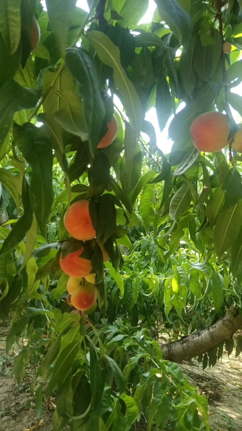 产地直供河北深州突围毛桃对接电商平台渠道市场工厂加工
