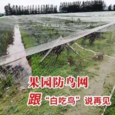 【热卖】庄稼防护网防鸟网源头厂家支持一件代发