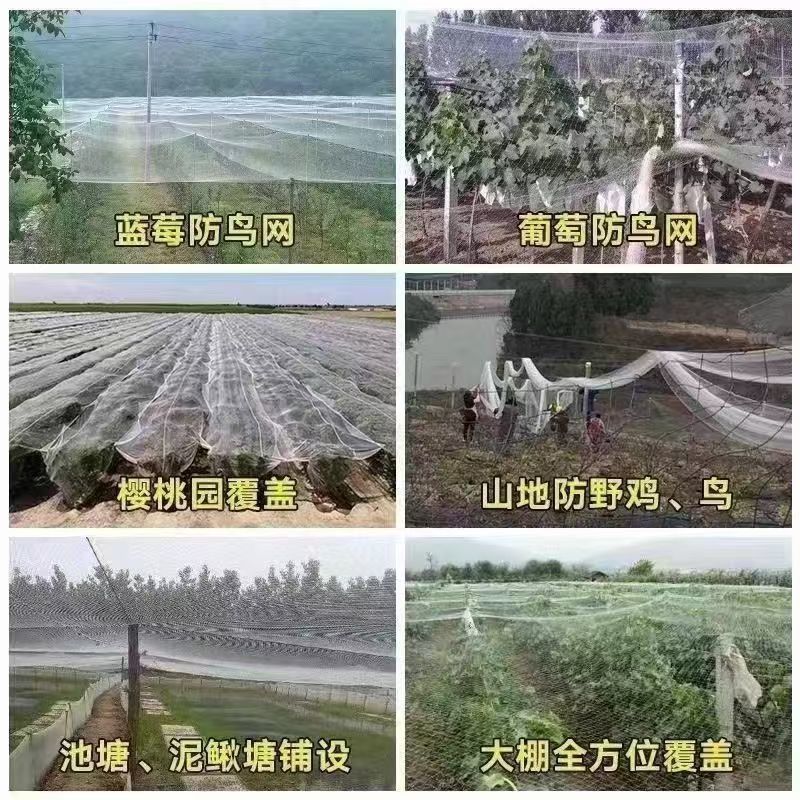【热卖】庄稼防护网防鸟网源头厂家支持一件代发