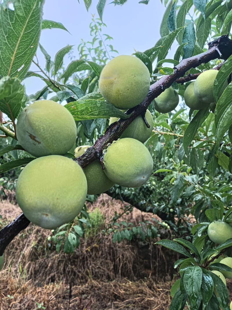 重庆开州万州高山清脆，果子果面光滑细腻口感脱骨，40起