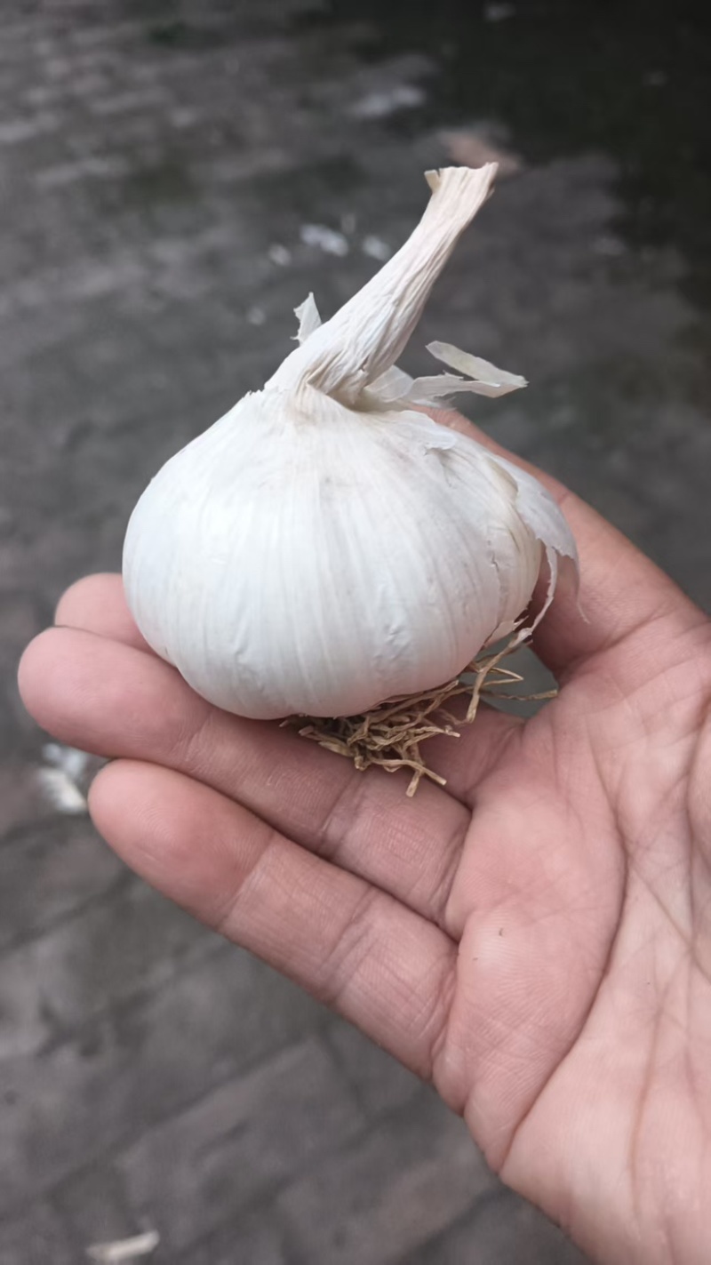 精品白皮蒜，大蒜，大量供应，黑龙江发，欢迎咨询