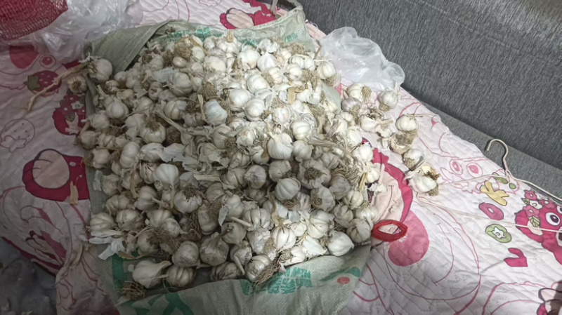 精品白皮蒜，大蒜，大量供应，黑龙江发，欢迎咨询