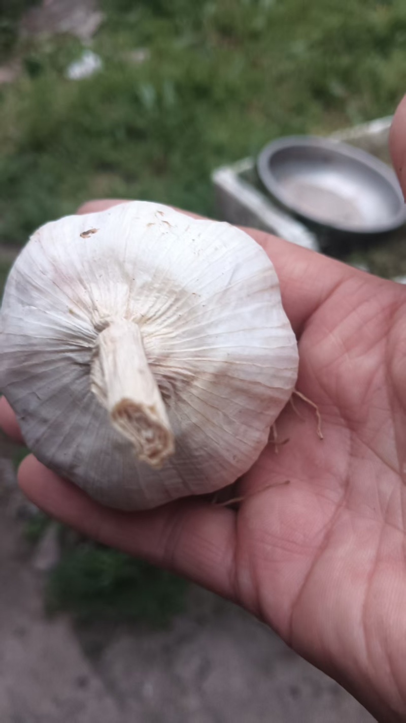 精品白皮蒜，大蒜，大量供应，黑龙江发，欢迎咨询