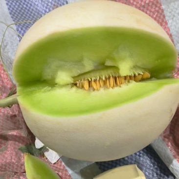 玉菇甜瓜甘肃产区直发保质保量供货对接全国