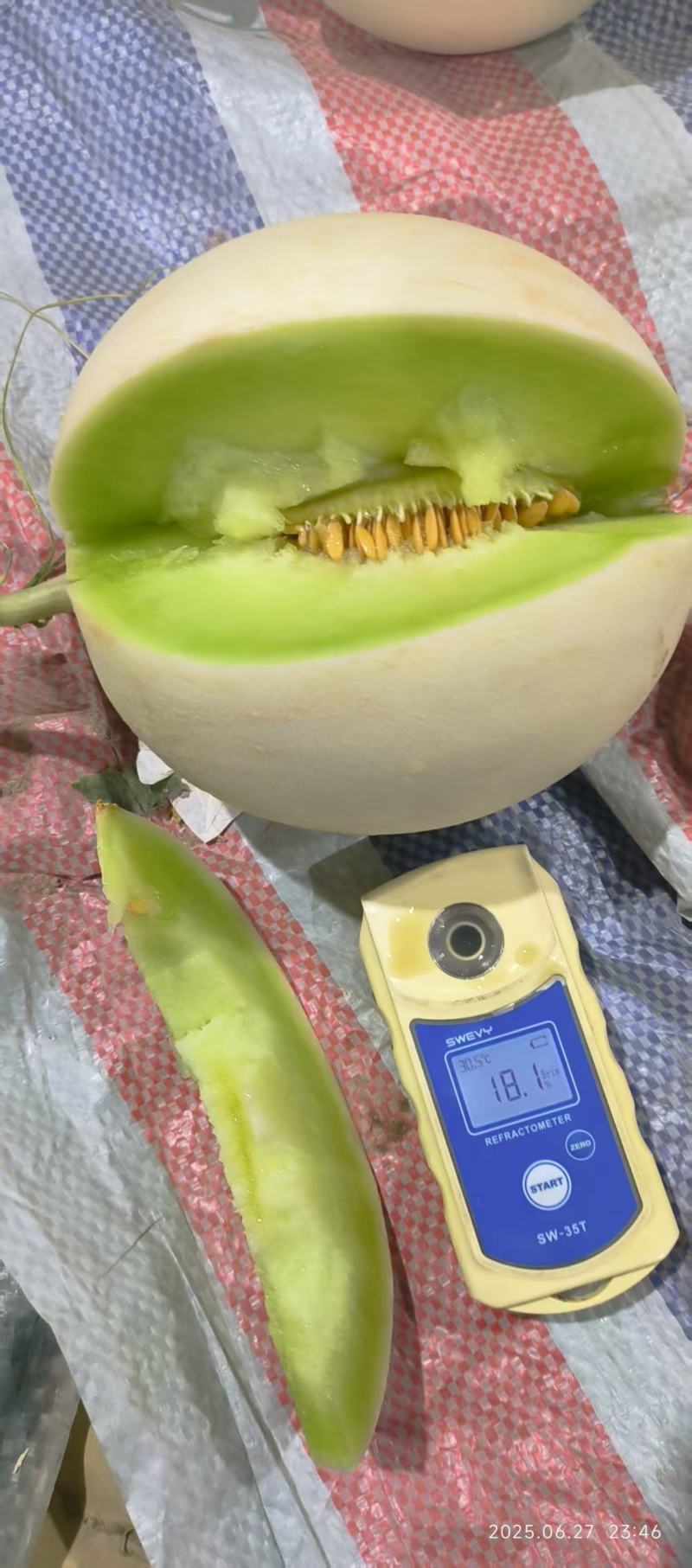 玉菇甜瓜甘肃产区直发保质保量供货对接全国