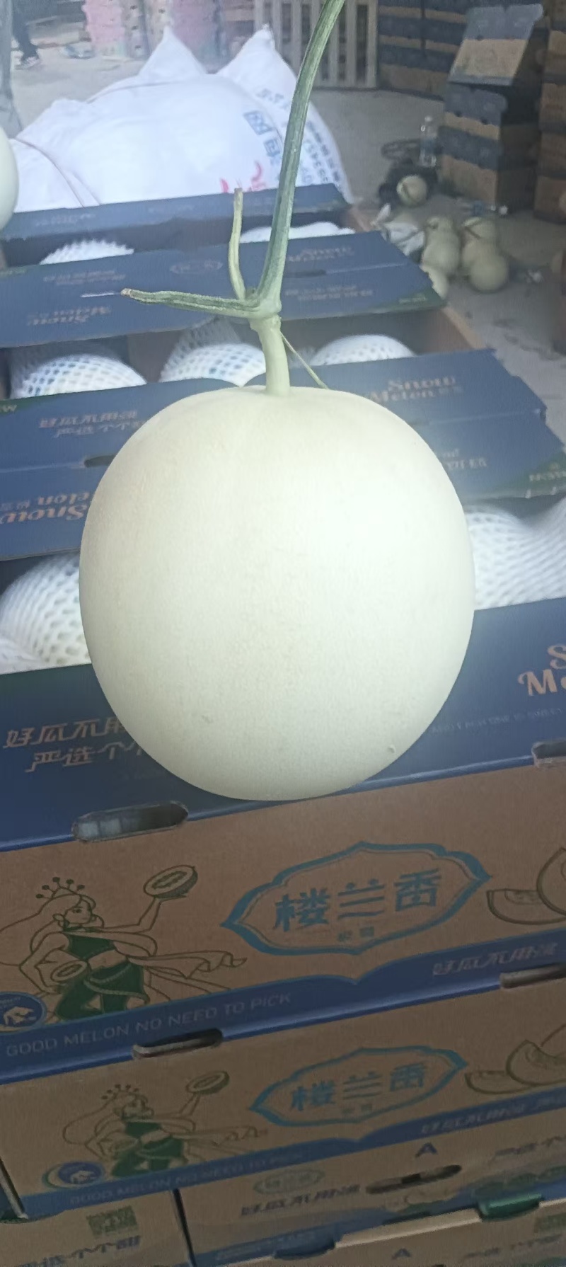 玉菇甜瓜甘肃产区直发保质保量供货对接全国