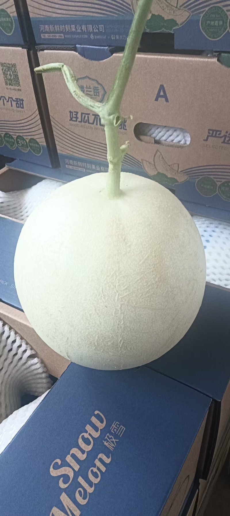 玉菇甜瓜甘肃产区直发保质保量供货对接全国