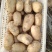 沃土5号土豆3两起步、大量供应、欢迎广大客商、前来选购。