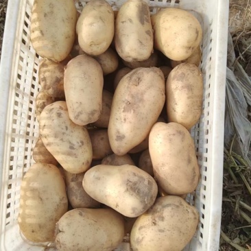 土豆沃土5号土豆个头大耐运输新鲜发货欢迎来电咨询