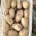 土豆沃土5号土豆个头大耐运输新鲜发货欢迎来电咨询