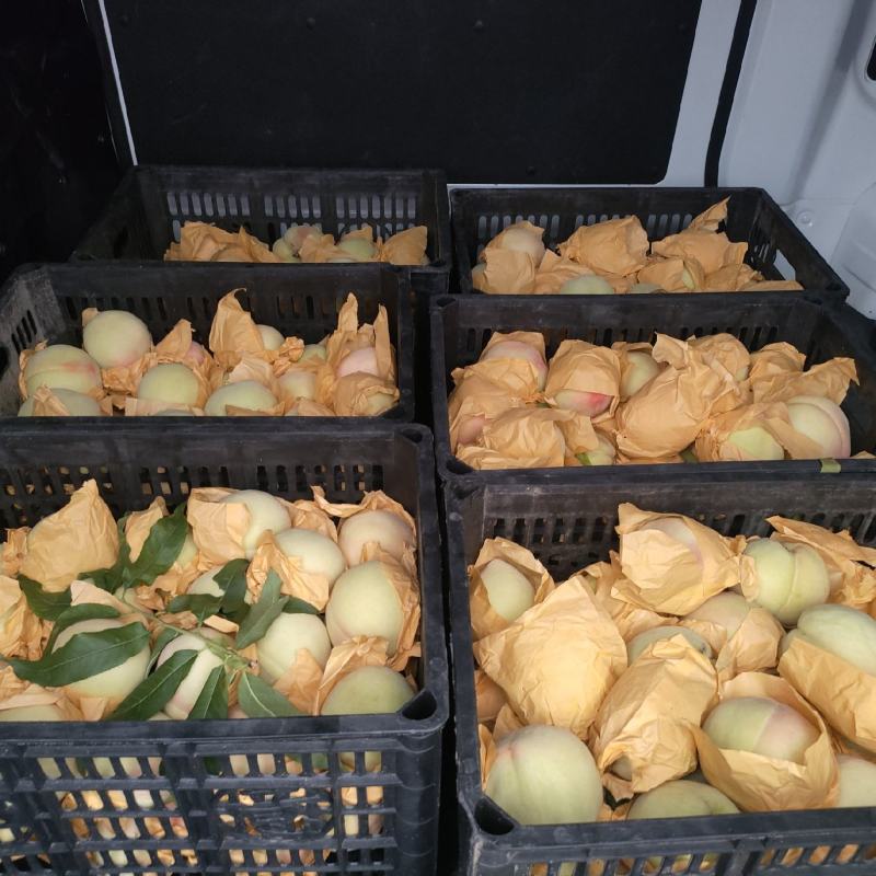 奉化水蜜桃香甜多汁大量上市欢迎来采购