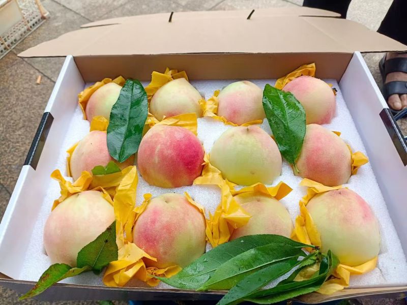 奉化水蜜桃香甜多汁大量上市欢迎来采购